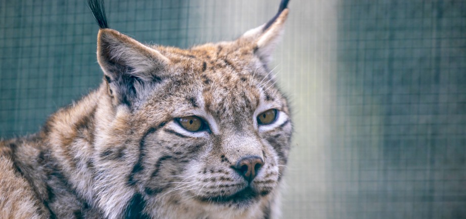 Bobcat