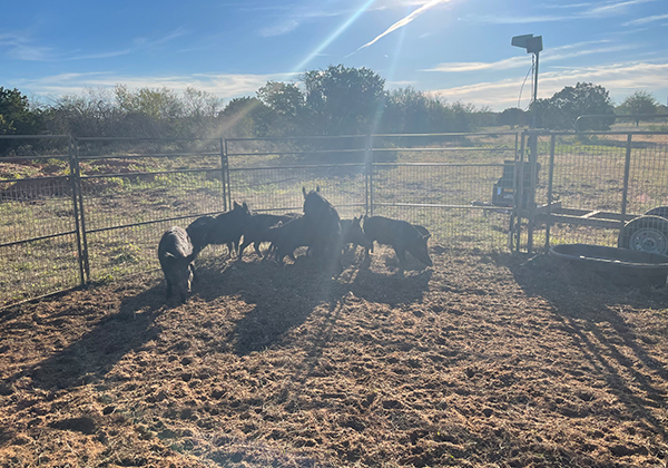 Group of Hogs