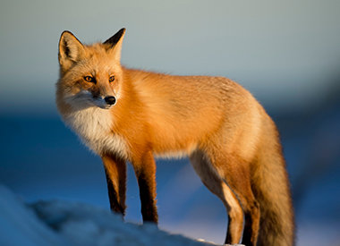 Fox Staring