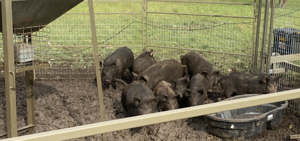 Hogs Feeding