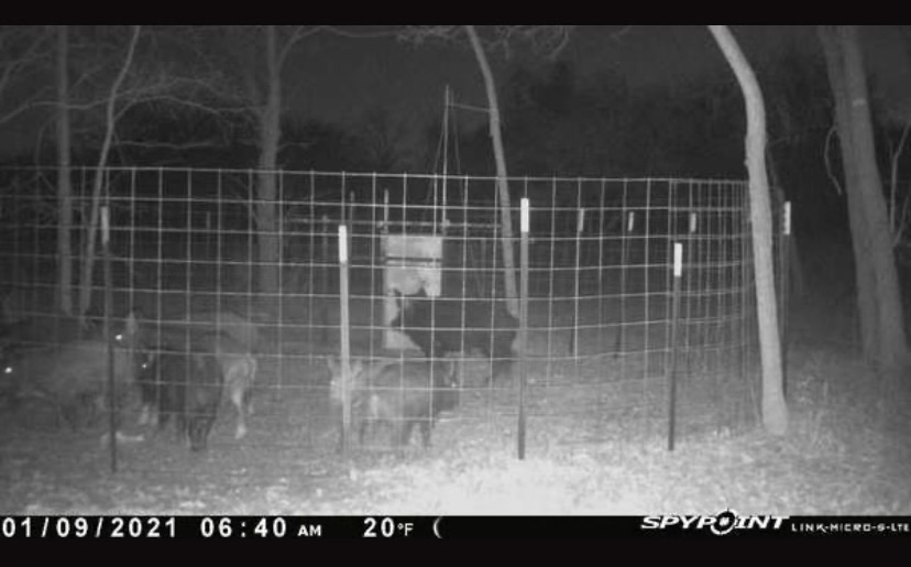 Night View Hogs Cage