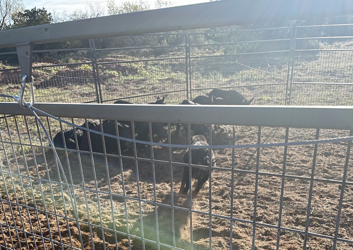 Hogs Inside the Fence