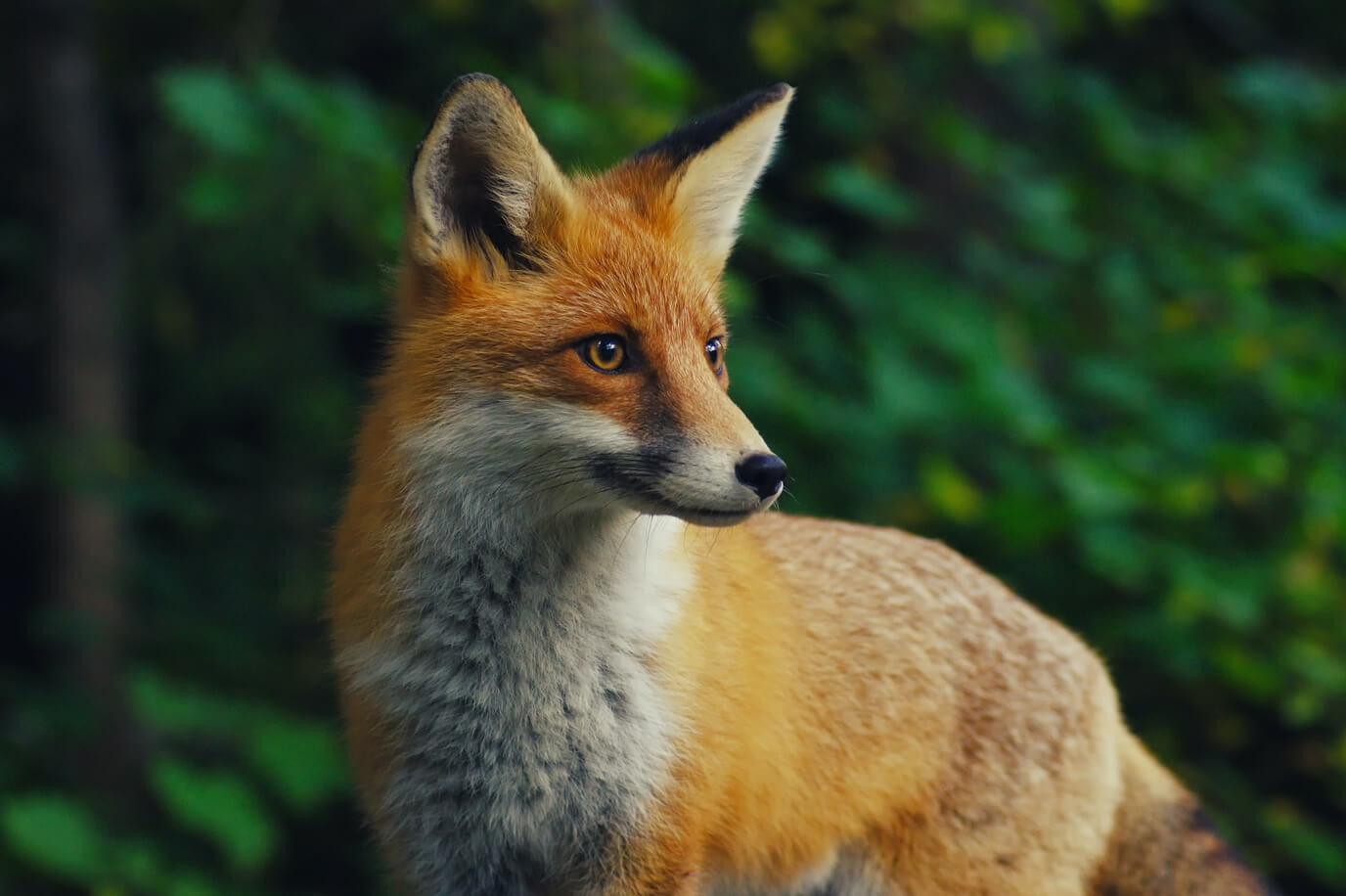 Fox